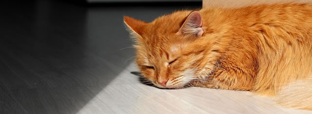 Descanso en el entrenamiento